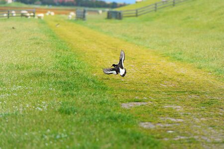 Bird Eurasian Oyster catcher flying in landscapeの写真素材