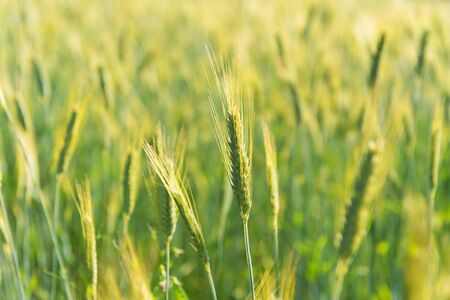 Ripe grain in the field outdoorの写真素材