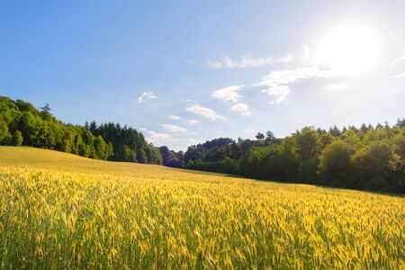 Ripe grain in the field outdoorの写真素材