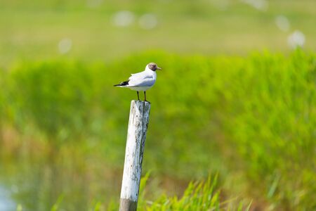Black-headed gull sitting on wooden pole in the meadowsの写真素材