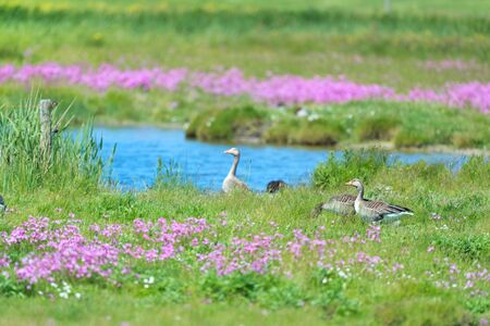 Greylag gooses in nature landscapeの写真素材