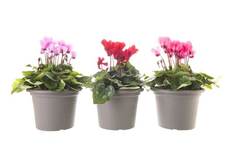 Red and pink Cyclamen in pots isolated over whiteの写真素材