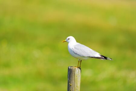Great Black-headed gull sitting on wooden pole in the meadowsの写真素材