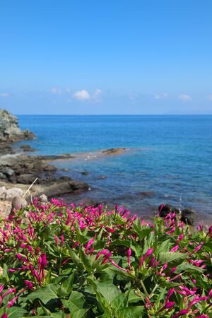 Pink flowers at the coast from Cap Corse on French island Corsicaの写真素材