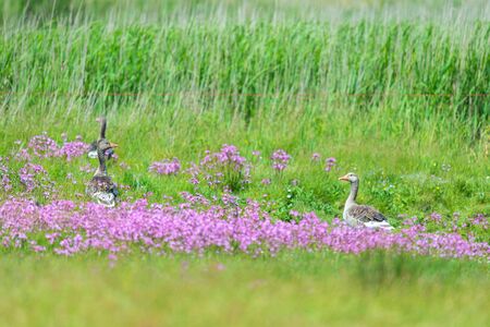 greylag gooses in nature landscapeの写真素材