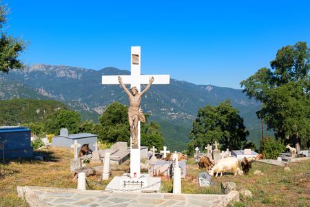 Many goats on cemetery in Little mountain village Prunelli di Fiumorbo on Corsica in Franceの写真素材