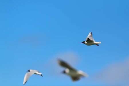 Flying Black-headed gulls in blue skyの写真素材