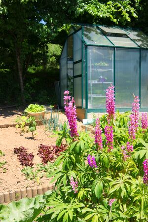 Vegetable garden with little glass green house in Franceの写真素材
