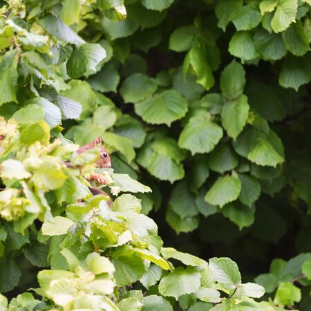 Squirrel picking hazelnuts in hazelnut treeの写真素材