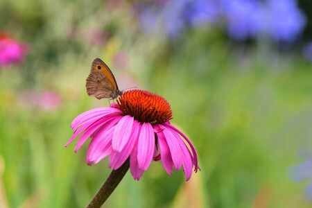 Close up butterfly on purple coneflowerの写真素材