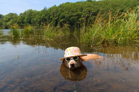 Funny dog with sunglasses and sun hat on vacationの写真素材