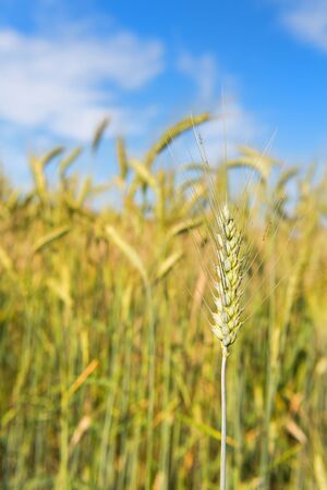 Ripe grain in the field outdoorの写真素材
