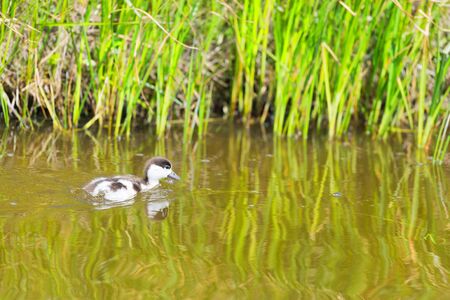 Swimming young common shelduck in ditchの写真素材