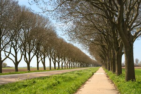 Landscape road with trees and bike pathの写真素材