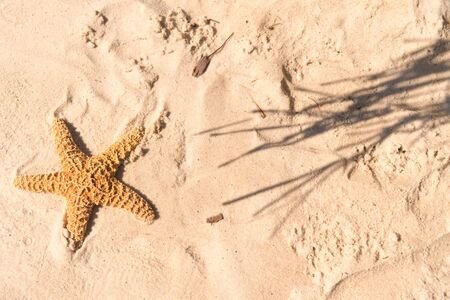 Star fish in sand with shadow of palm treeの写真素材