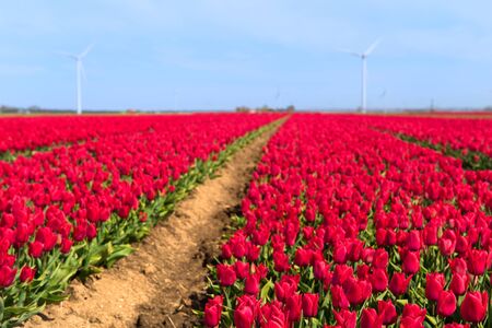 Fields full of pink tulips in Dutch Flevopolderの写真素材