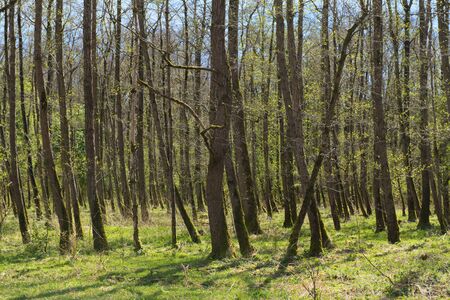 Many trees in spring in Dutch forestの写真素材