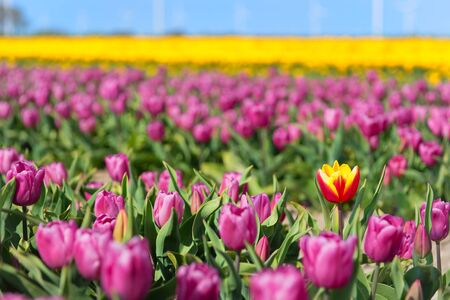 Fields full of colorful tulips in Dutch Flevopolderの写真素材