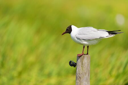 Black-headed gull sitting on wooden pole in the meadowsの写真素材