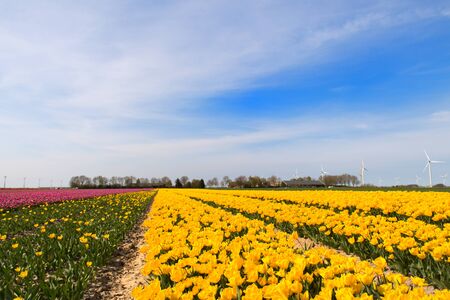 Fields full of colorful tulips in Dutch Flevopolderの写真素材