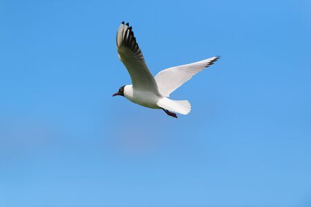 Flying Black-headed gull in blue skyの写真素材