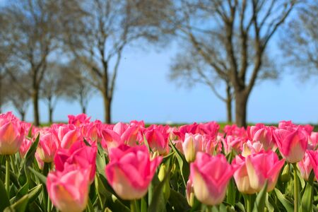 Fields full of pink tulips in Dutch Flevopolderの写真素材