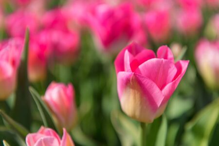 Detail pink tulips in the fieldの写真素材