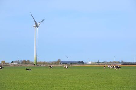 Typical Dutch landscape with cows and wind turbinesの写真素材