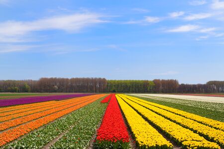 Fields full of colorful tulips in Dutch Flevopolderの写真素材
