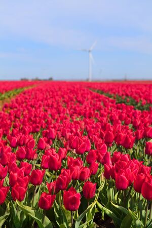 Fields full of pink tulips in Dutch Flevopolderの写真素材