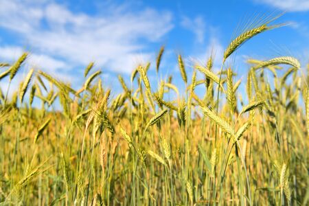 Ripe grain in the field outdoorの写真素材