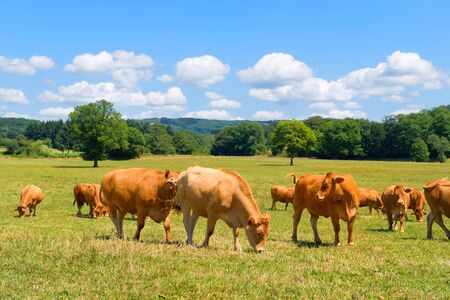 Brown Limousine cows in French landscapeの写真素材