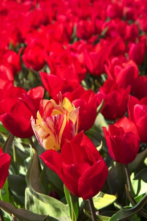 Fields full of red tulips with one exception in Dutch Flevopolderの写真素材