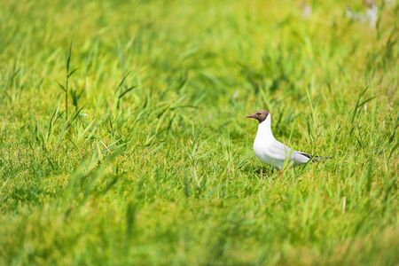 Black-headed gull in green grassの写真素材