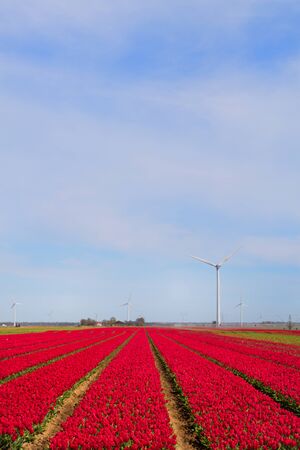 Fields full of pink tulips in Dutch Flevopolderの写真素材