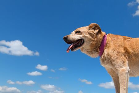 Old hunting dog against blue skyの写真素材