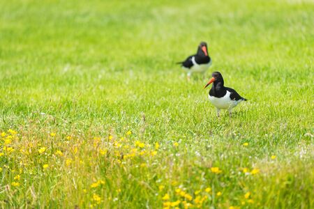 Birds Eurasian Oyster catchers in meadowの写真素材