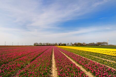 Fields full of colorful tulips in Dutch Flevopolderの写真素材