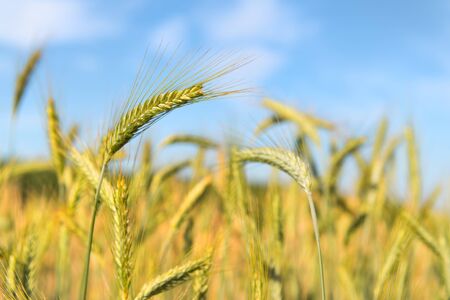 Ripe grain in the field outdoorの写真素材