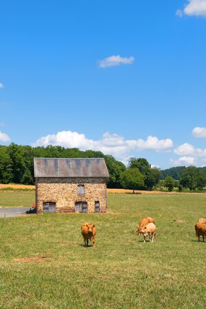 Brown Limousine cows in French landscape in front of barnの写真素材
