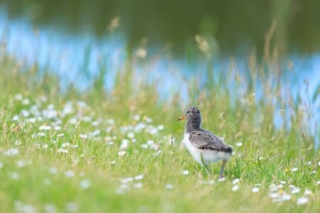 Baby Bird Eurasian Oyster catcher on wooden poleの写真素材