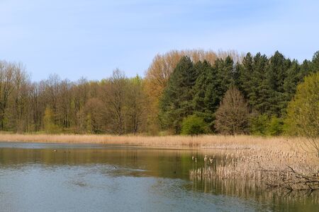 Landscape with lake in forest in Hollandの写真素材