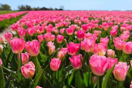 Fields full of pink tulips in Dutch Flevopolderの写真素材