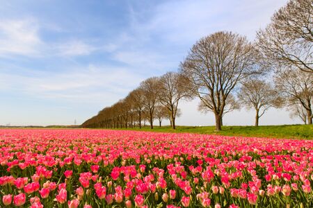 Fields full of pink tulips in Dutch Flevopolderの写真素材