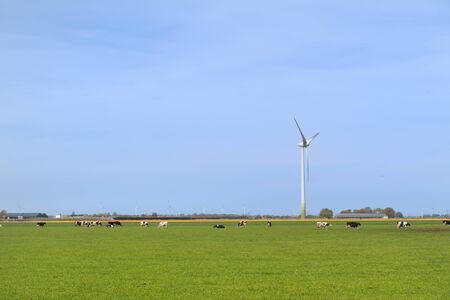 Typical Dutch landscape with cows and wind turbinesの写真素材