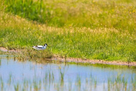 pied avocet bird in nature landscapeの写真素材