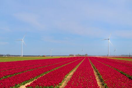 Fields full of pink tulips in Dutch Flevopolderの写真素材