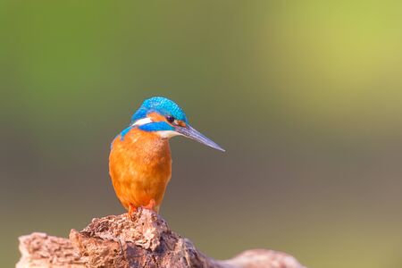 Common kingfisher on tree trunkの写真素材