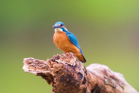 Common kingfisher on tree trunkの写真素材