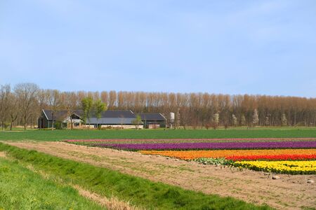 Farmhouse and Fields full of colorful tulips in Dutchの写真素材